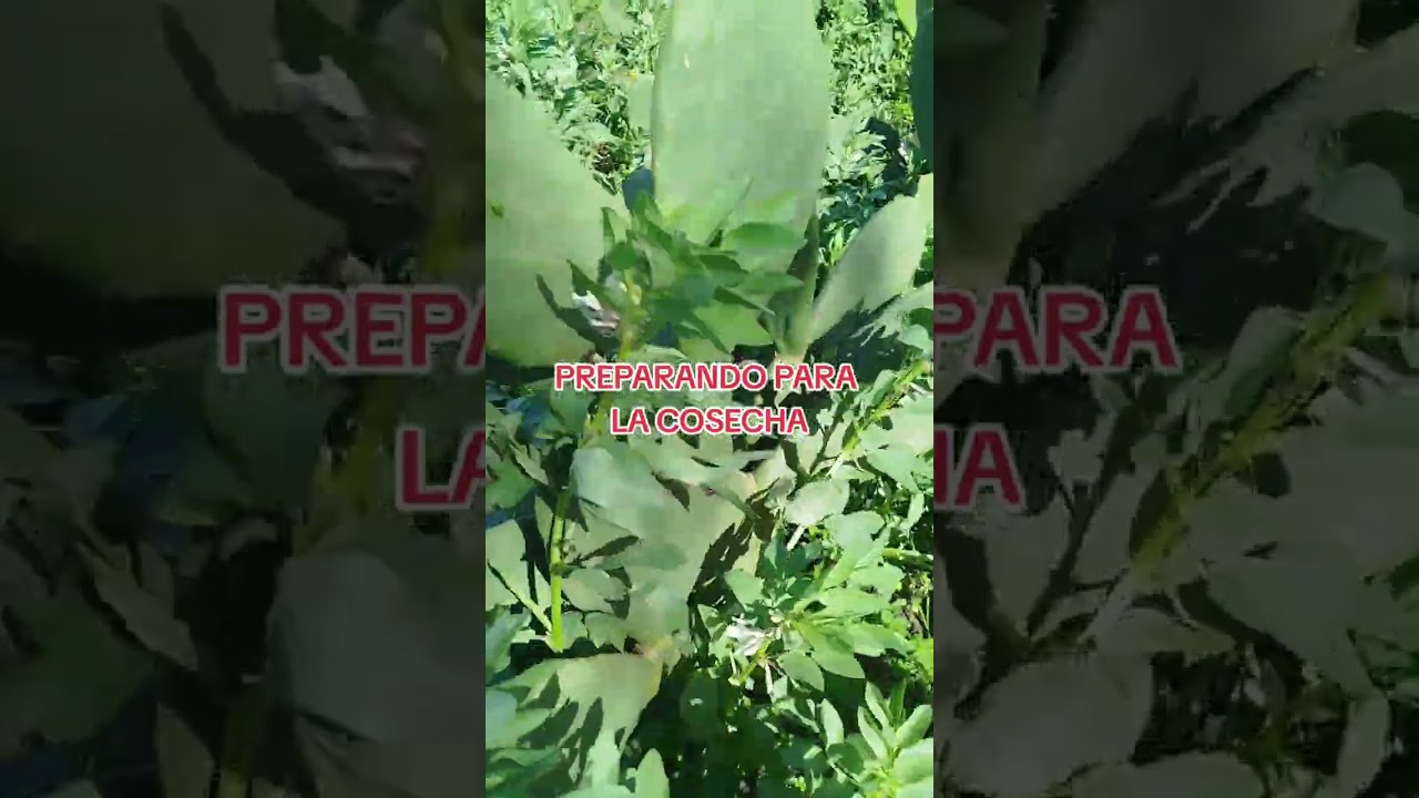PREPARANDO PARA LA COSECHA 