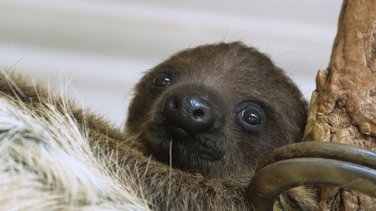 Lockdown-Baby bei den Faultieren I Tiergarten Schönbrunn