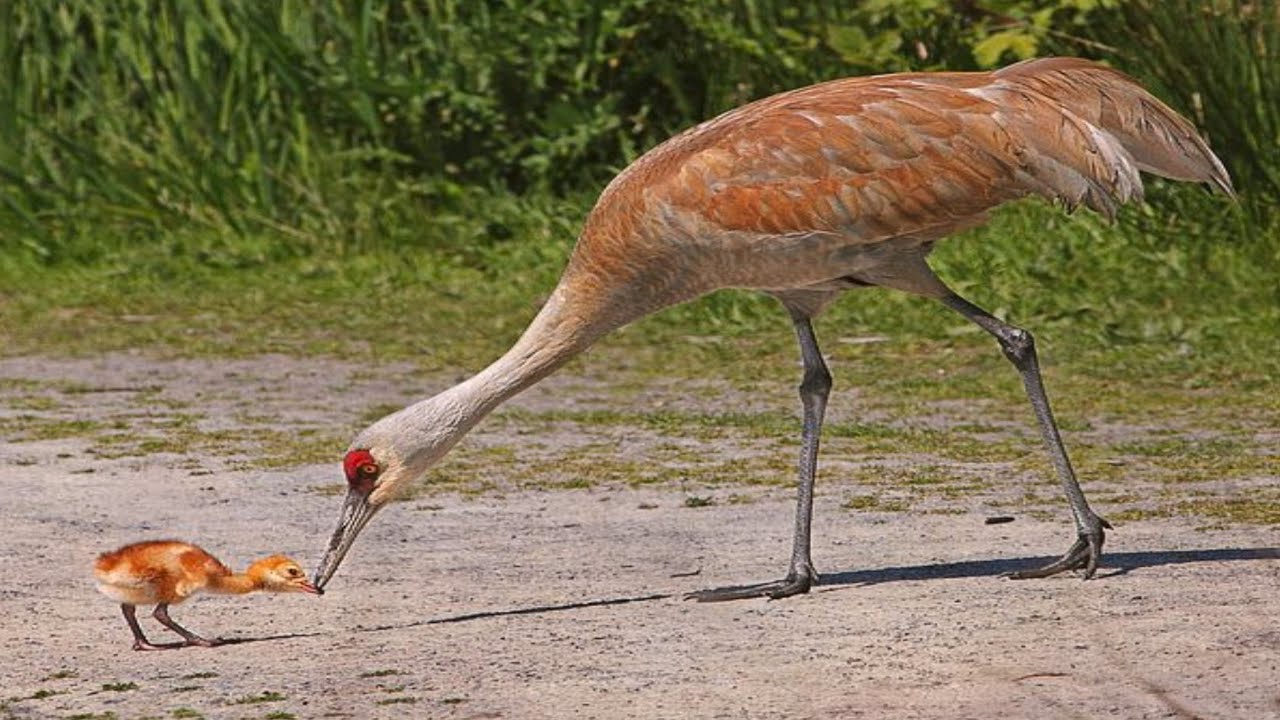 Mother shandhil crane feeding their babies