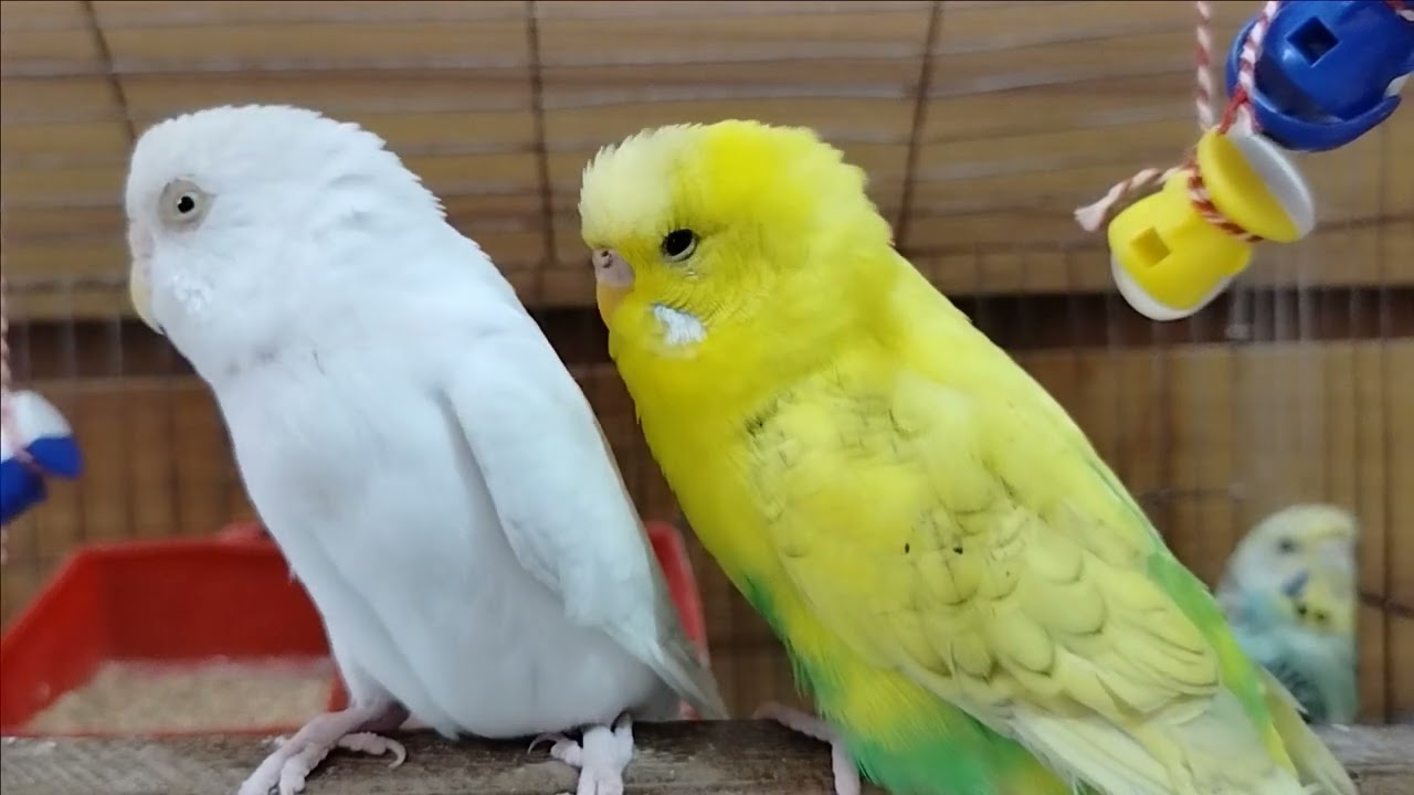 Silent Discussion 