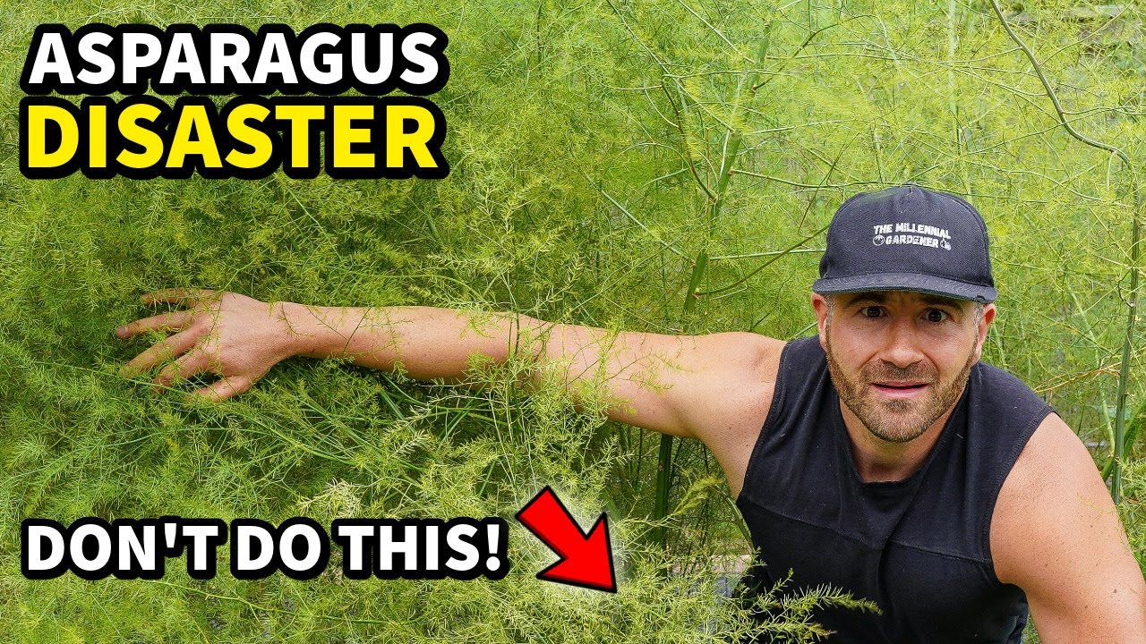 I Made A DUMB Mistake Planting Asparagus: Do THIS Instead