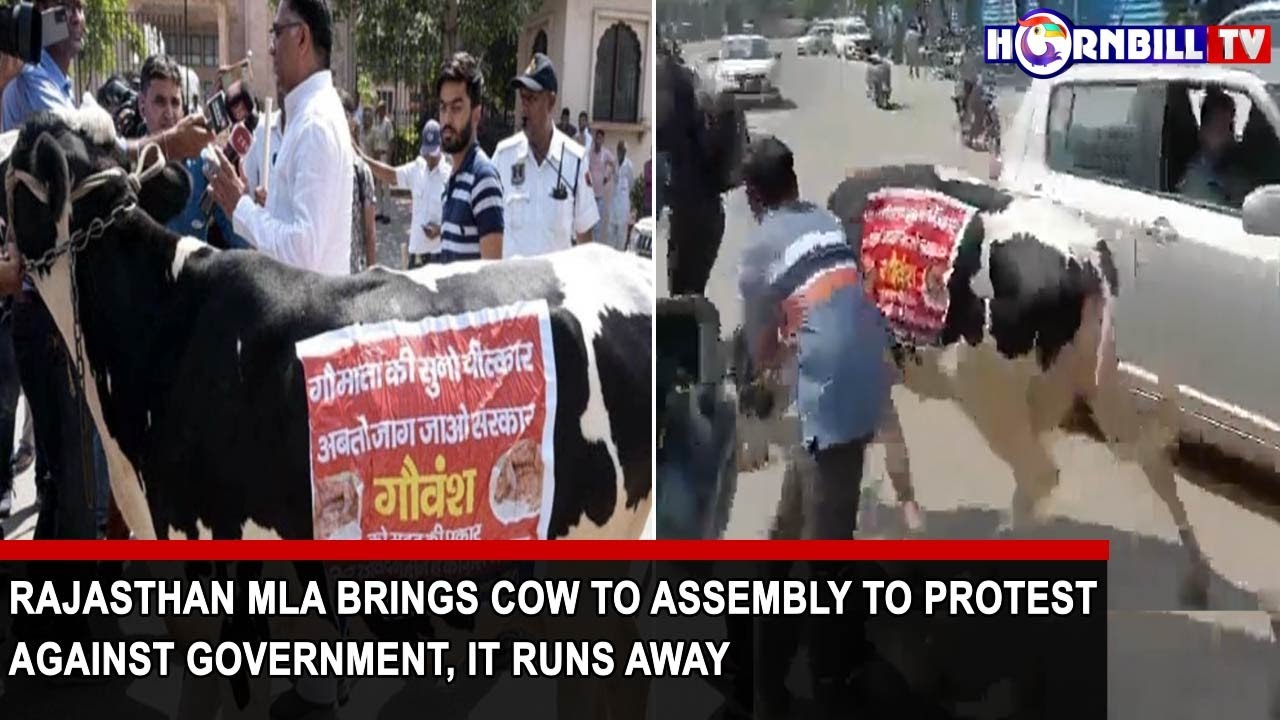RAJASTHAN MLA BRINGS COW TO ASSEMBLY TO PROTEST AGAINST GOVERNMENT, IT RUNS AWAY