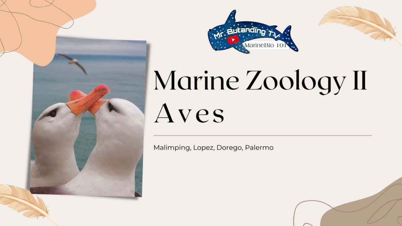 MARINE BIRDS - AVES | MarineBio 101
