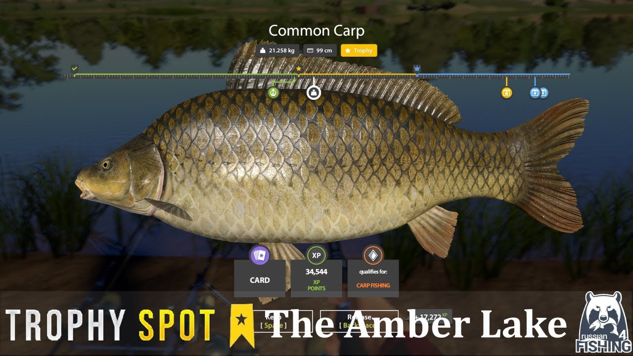 Russian Fishing 4  The Amber Lake Trophy Common Carp Spot