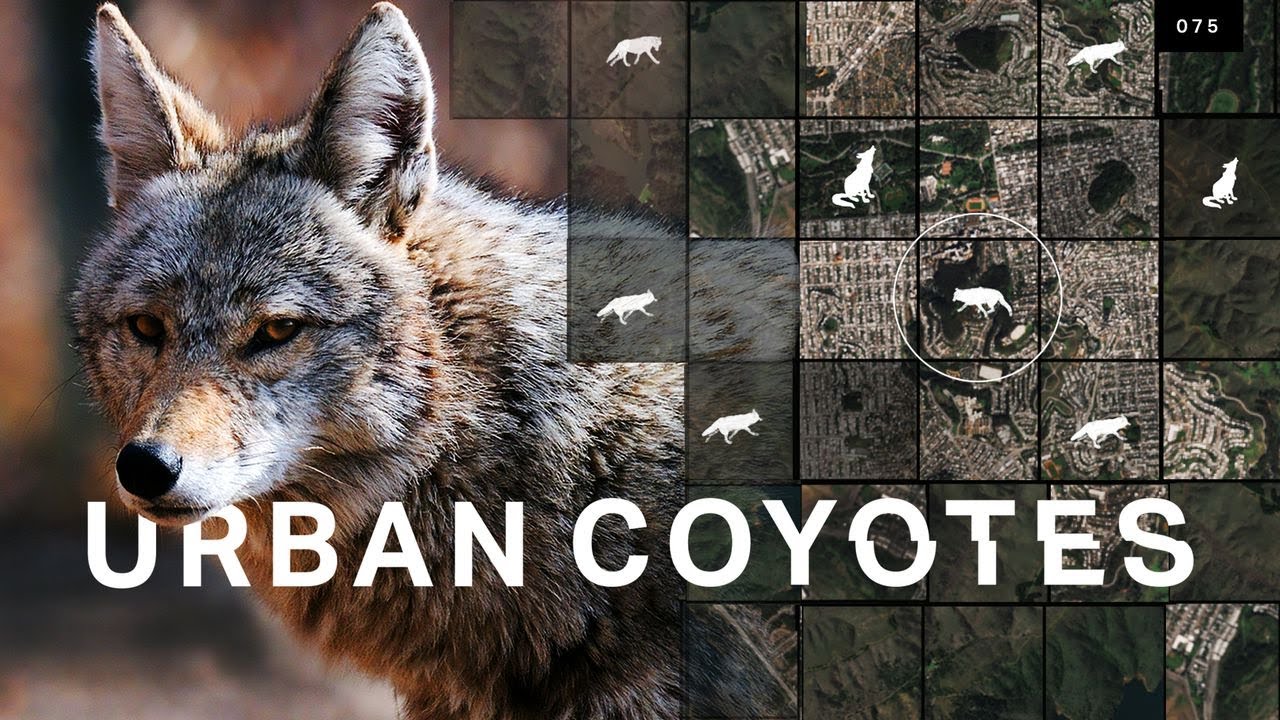 Why urban coyote sightings are on the rise