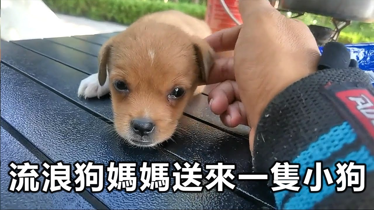 旅行者早上打開帳篷，看見一隻小狗在帳篷外，狗媽媽轉身跑開。