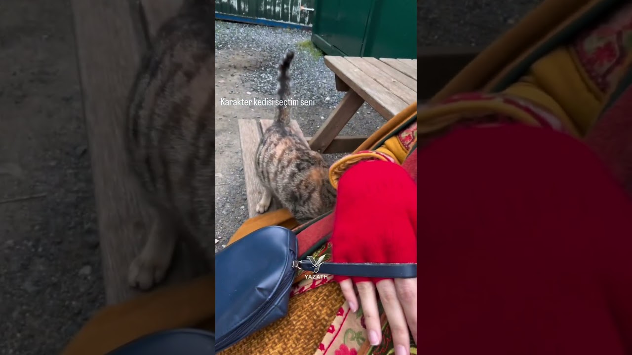 Gonca Hatun & a cute Cat #kuruluşorhan kuruluş orhan bts #goncahatun #belginşimşek