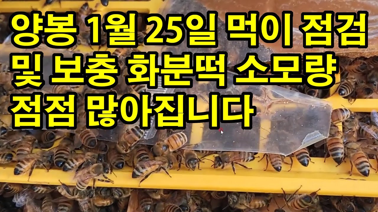 양봉 1월 25일 먹이 점검 및 보충 화분떡 소모량 점점 많아집니다