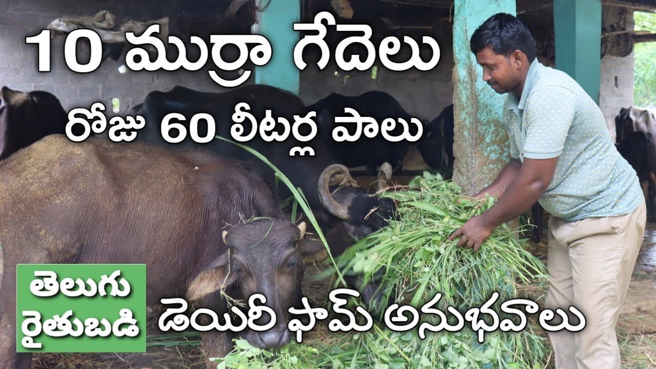 Young Farmer Successful Dairy Farming Experiences | యువరైతు డెయిరీ ఫామ్ | Telugu Rythubadi