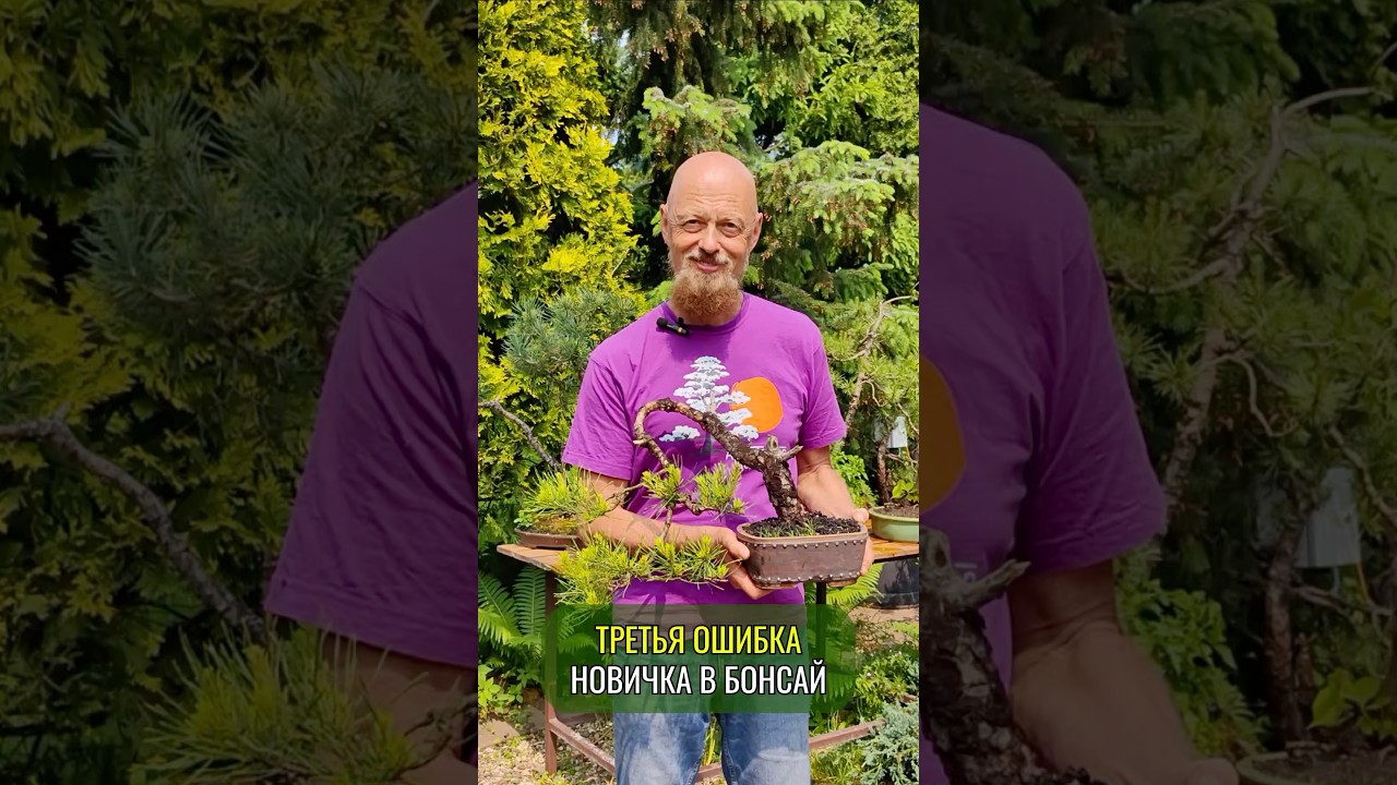 Третья ошибка новичка в #бонсай