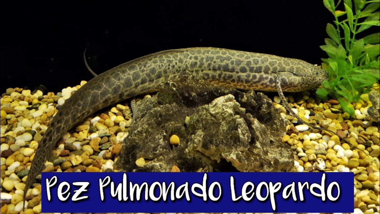 Pez Pulmonado Leopardo | Pez Pulmonado Africano | Protopterus aethiopicus | Documental