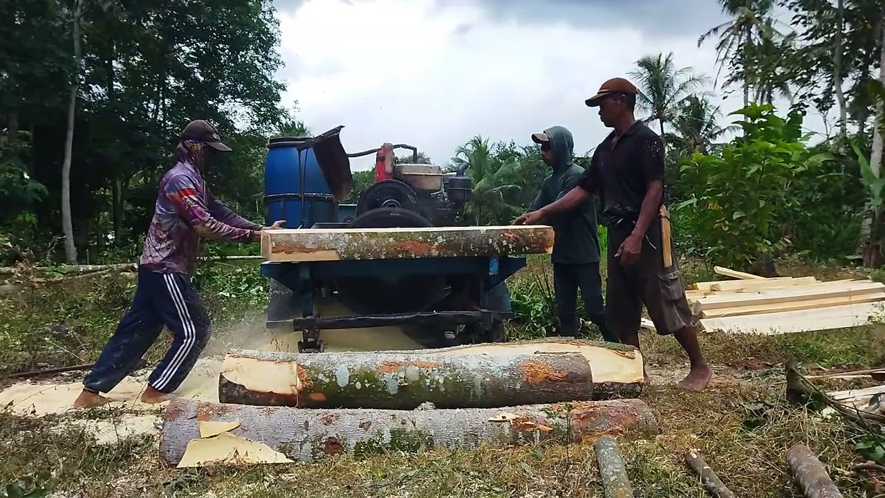 Mengelola kayu mangir/kyu sabun#grajikayu#pemula #salamsatuhobi#membelahkayu#tebang_pohon#fyp#full 