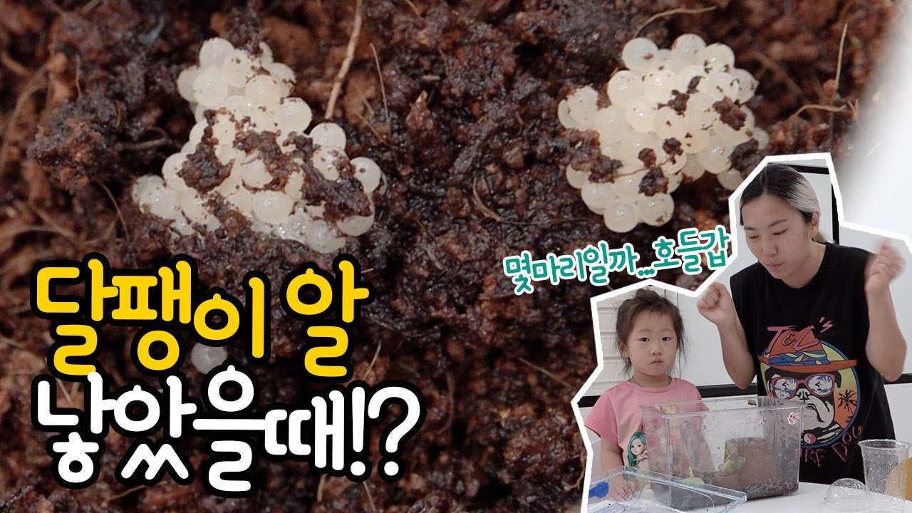 달팽이 알 낳았을때, 대처방법 | 엄마는 키울게 많다