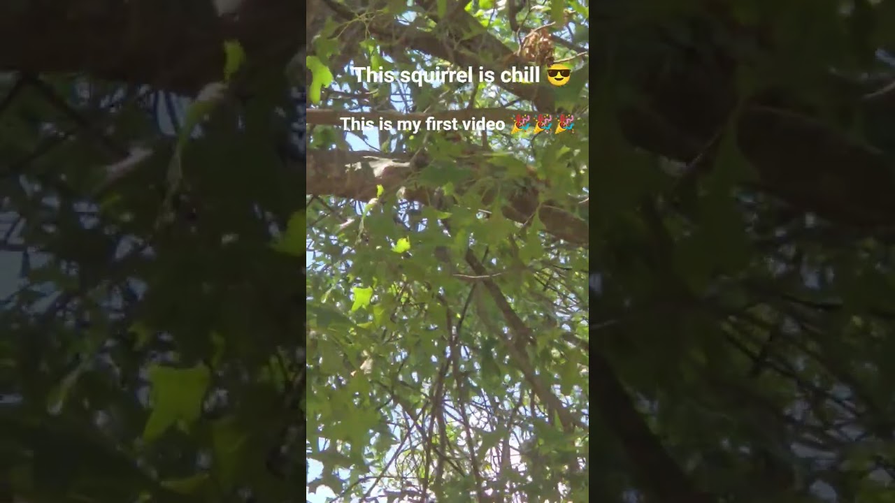 Chill Squirrel