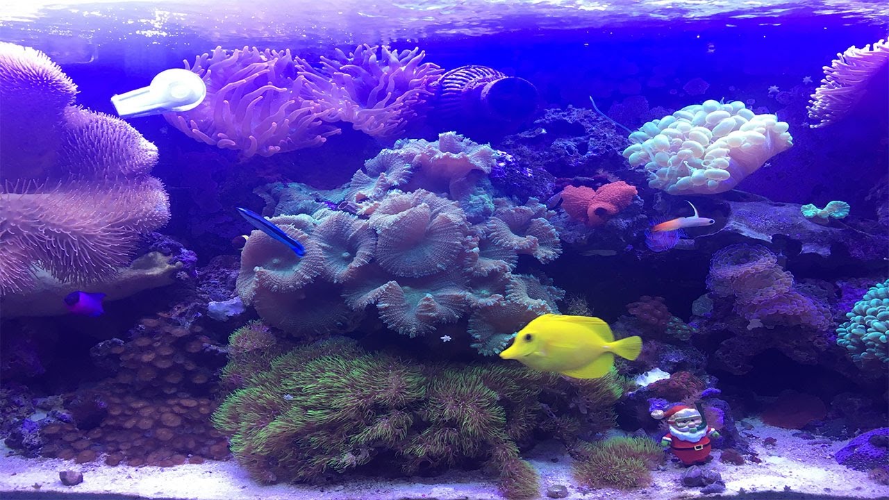 2 Years Later | My 55 Gallon Saltwater Reef/Fish Aquarium