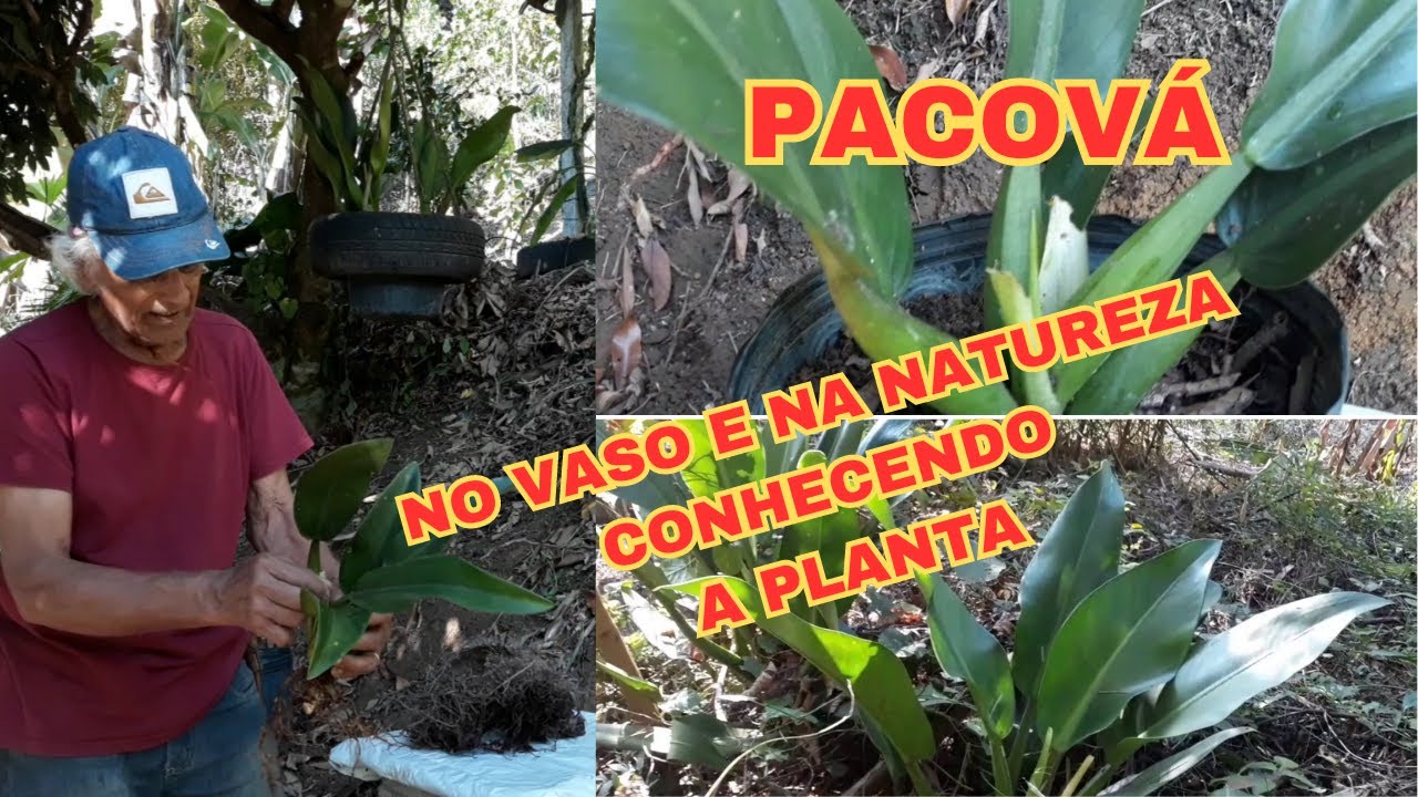como encontrar a planta Pacová e plantando a muda