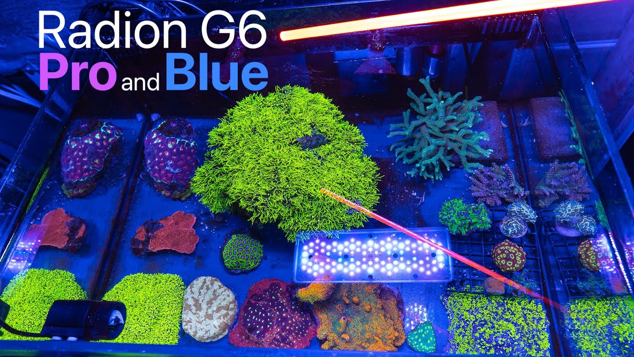 Radion G6 Color Spectrum Review / Pro and Blue Lights Compared