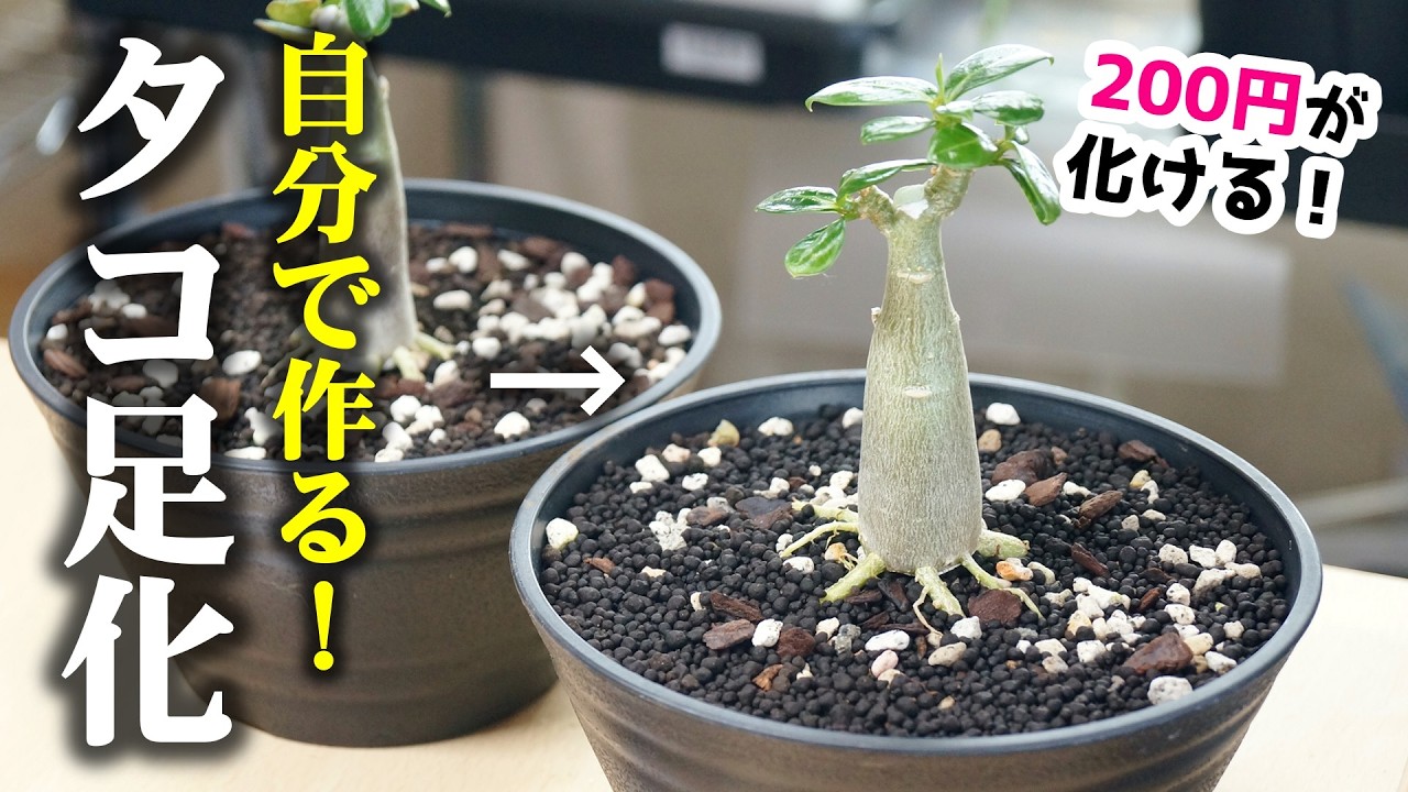 100均でも買える観葉植物を魔改造した結果…！タコ足化は○○が超便利♪【アデニウム】