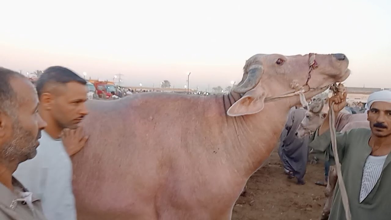 دبابات الجاموس اللحم في سوق دمنهور العمومي للمواشي