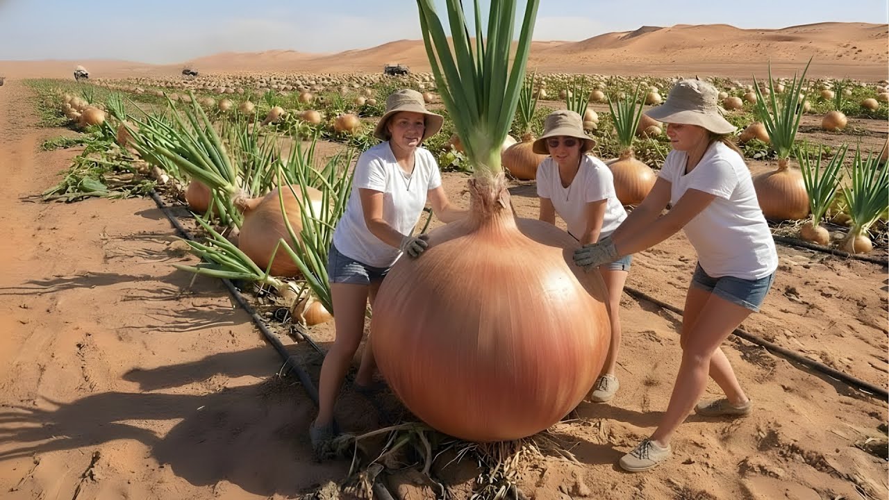 Unbelievable! How they grow strawberries in the desert — From sand to a strawberry jam factory.