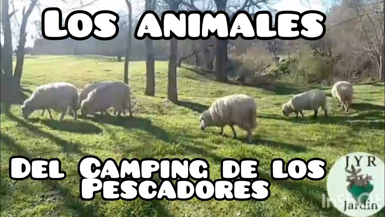 LOS ANIMALES DEL CAMPING DE LOS PESCADORES 