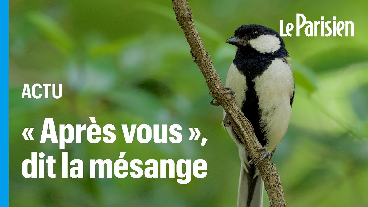 Les m&eacute;sanges 