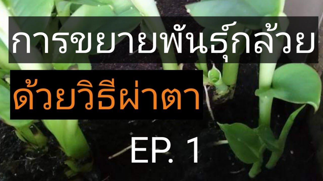 การขยายพันธุ์กล้วย  ด้วยวิธีผ่าตา EP. 1
