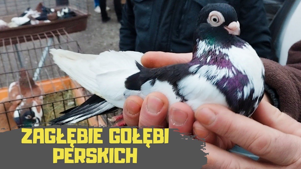 Targ Mokre/Zamość 02.02.2025 Gołębie Pawiki Szariki Garłacze Perukarze Pocztowe Kariery Mokke Gile