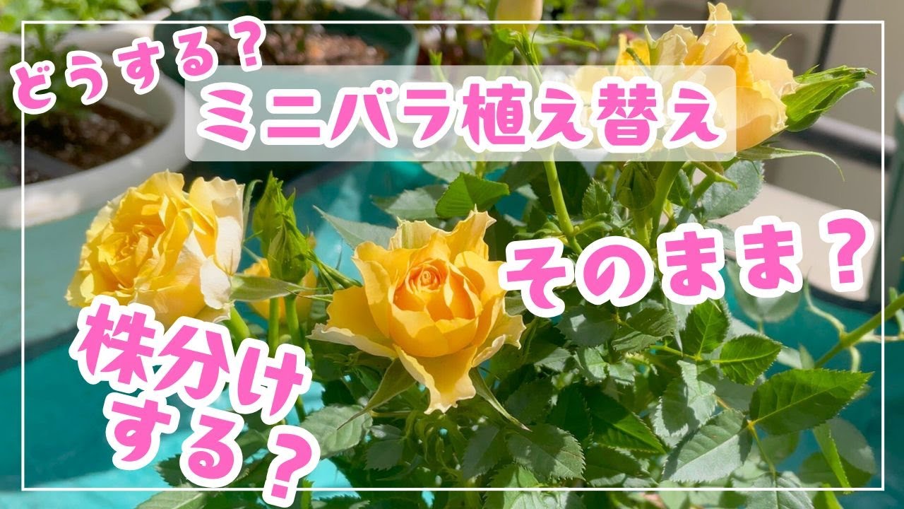 【ミニバラ】🌹株分けはするべき？しないべき？元気に育てるための植え替え時期と方法をのんびりお話します　失敗談も😊