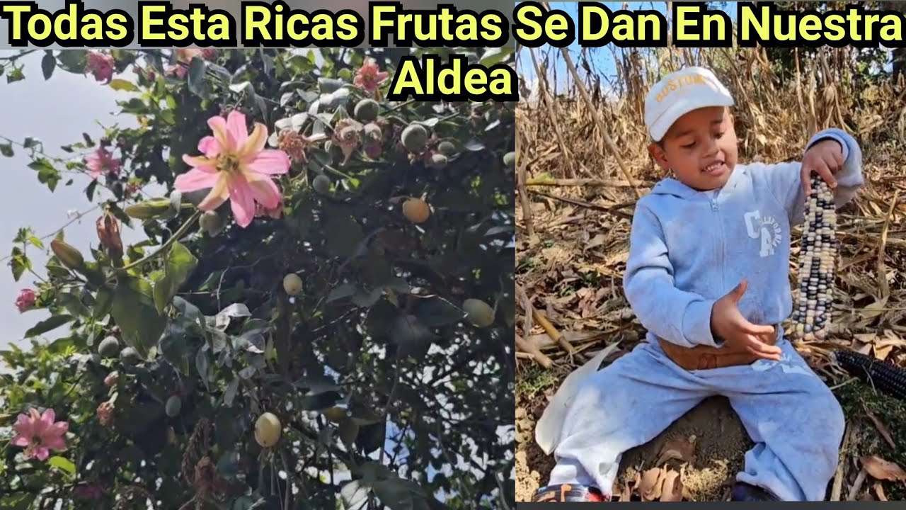 🚨😱Nuestra Amiga Nos Regaló Toda Esta Fruta, Felices De Andar En El Campo