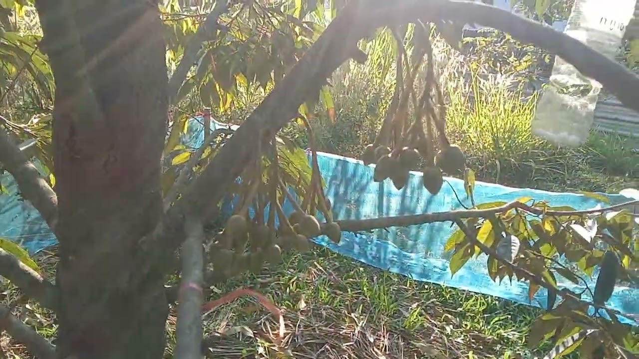 ทุเรียนใหม่ออกดอกได้1เดือนต้นแรกของสวน