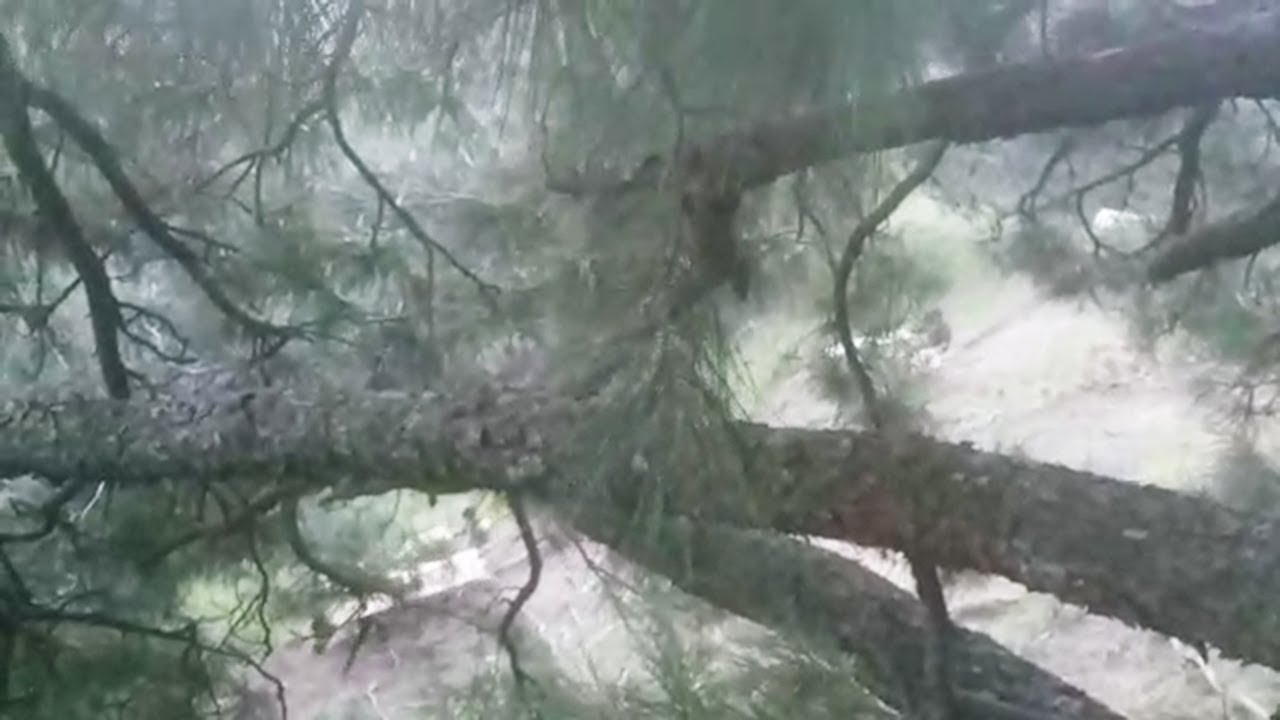 Timber smuggling on rise in Baramulla forests