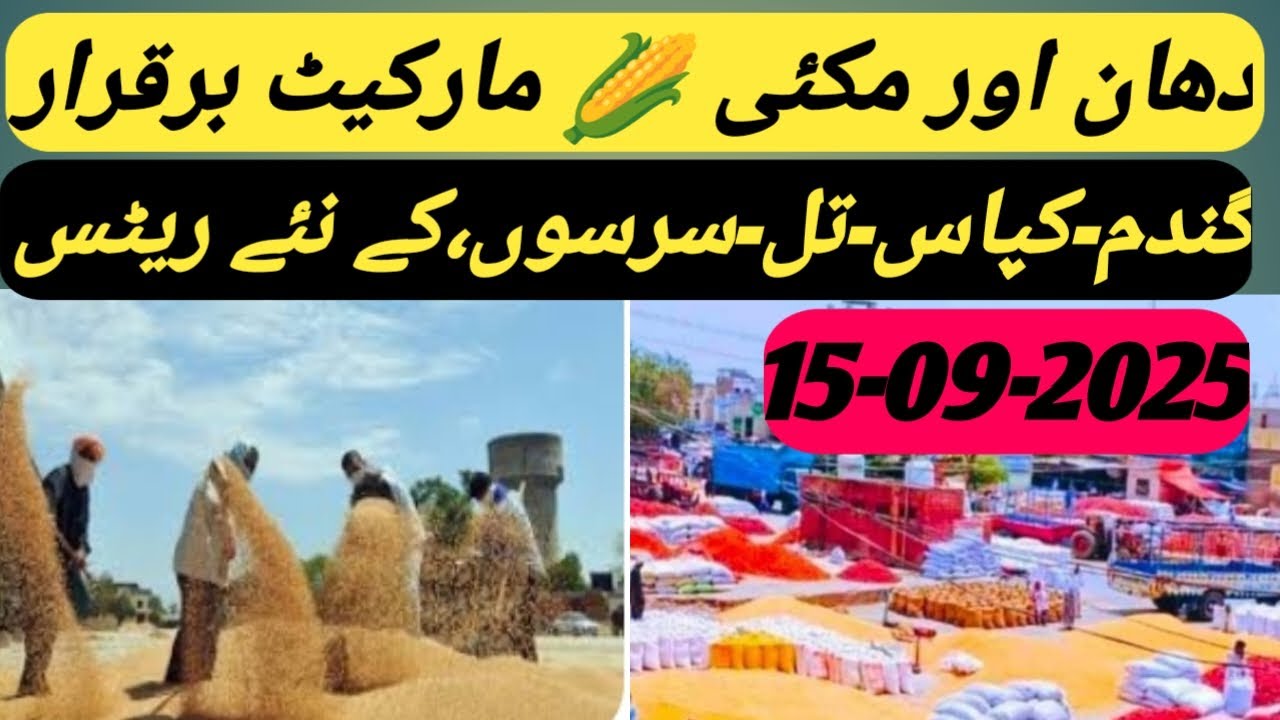 galla mandi rate today