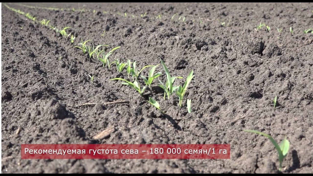 Что из себя представляет бинарный посев кукурузы и сорго?