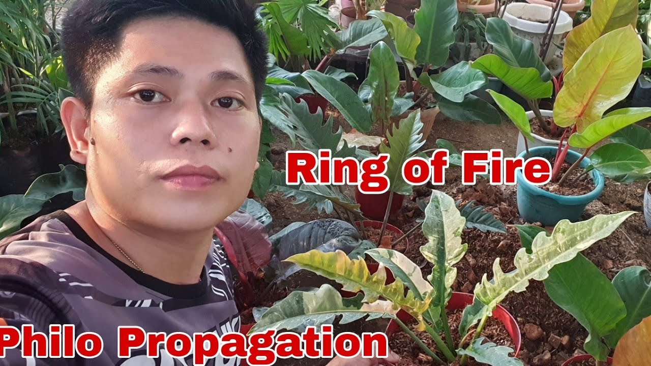 Plants propagation for beginners  6 indoor plants philodendron!!!