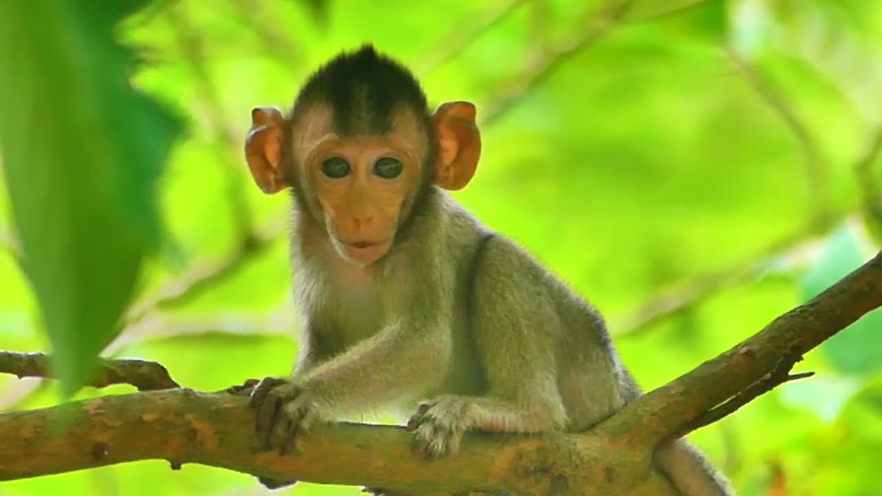 Baby Monkey Moby