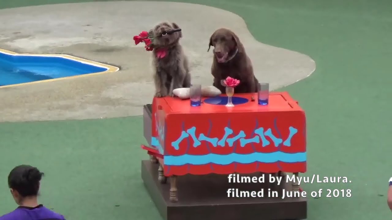 Pets Rule! full show at SeaWorld in San Diego