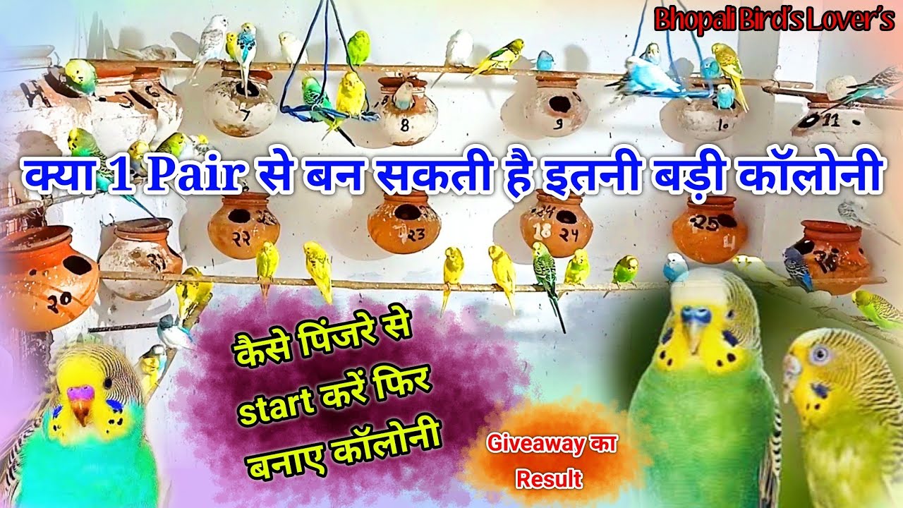 Pinjre se shuru karke kese banaye colony//किसने जीता giveaway #birds