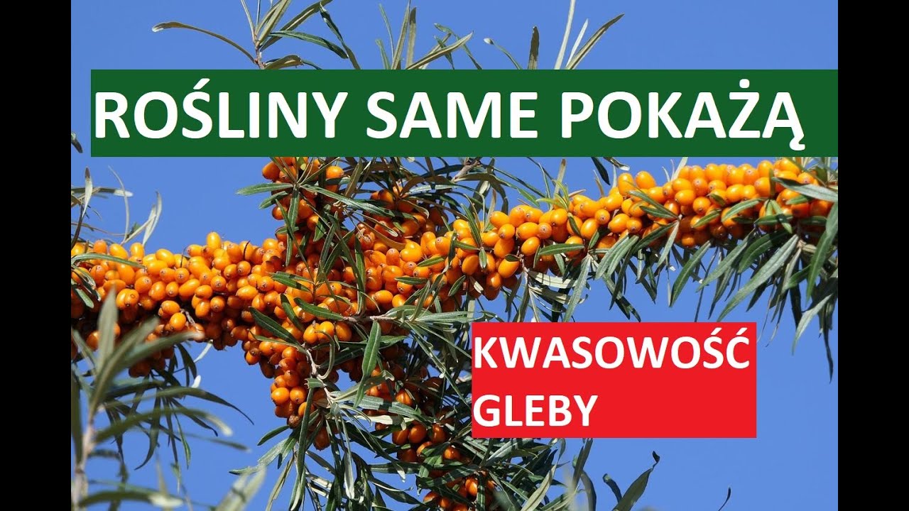KWASOWOŚĆ GLEBY - JAKA JEST? POWIEDZĄ NAM ROŚLINY, KTÓRE NA NIEJ ROSNĄ.