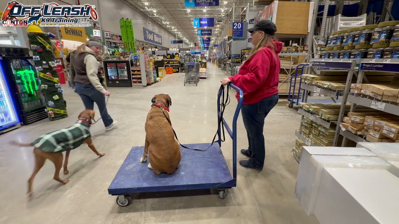 Myles | 5 Year Old Boxer | 2 Week Board and Train | Akron/Canton Dog Training