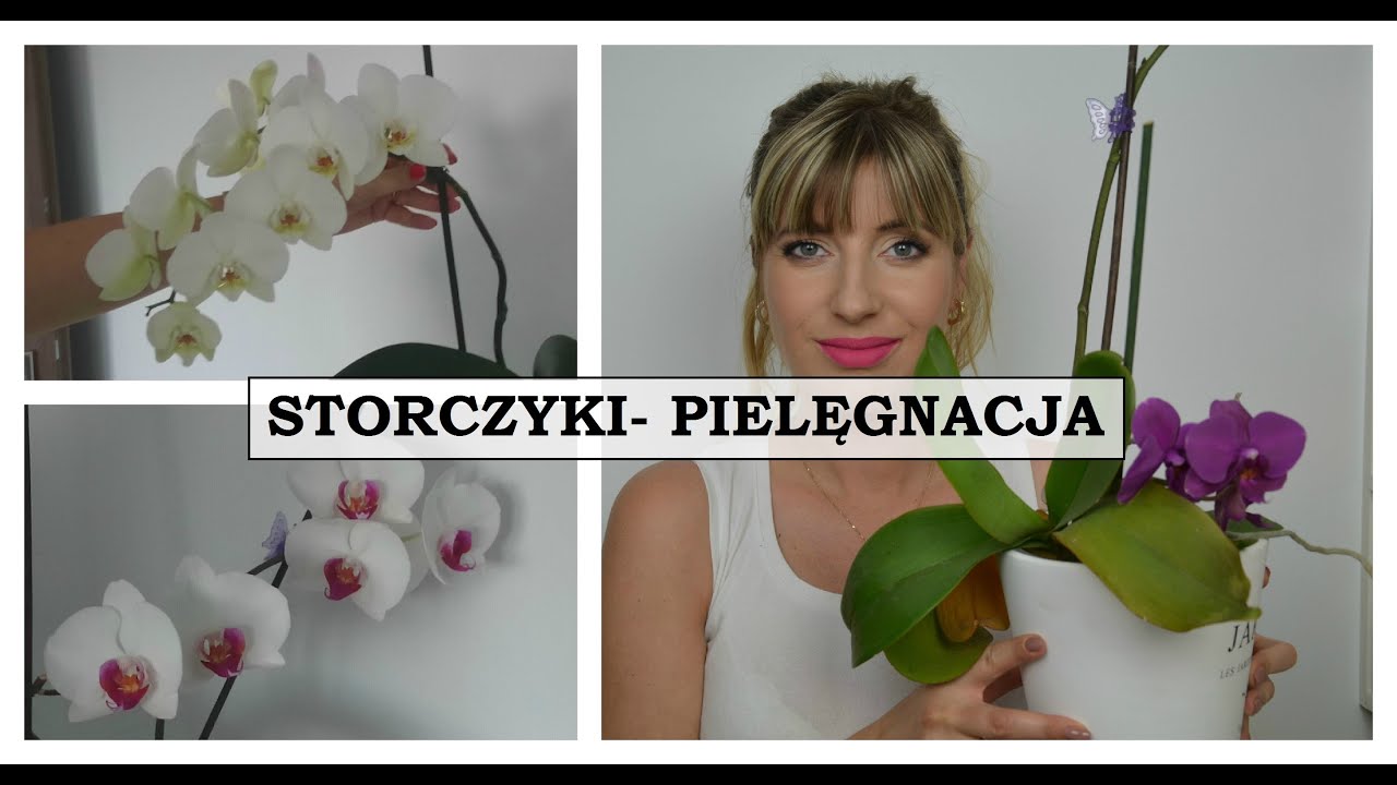 STORCZYK ORCHIDEA Jak pielęgnuję? │Semika