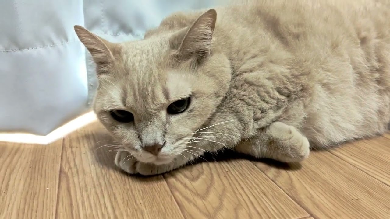 みーちゃんのほっこりな日常2268
