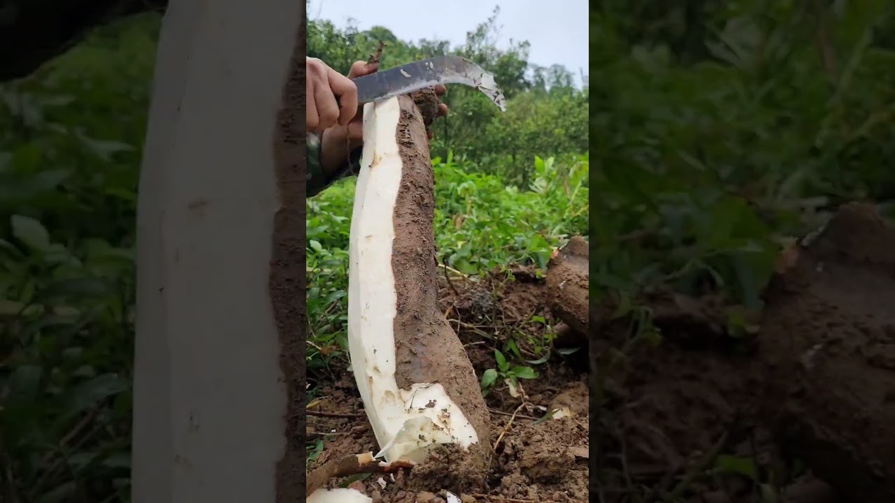 Super big cassava tubers #satisfying #shortvideo #farming #trending #survival #food #camping #daily