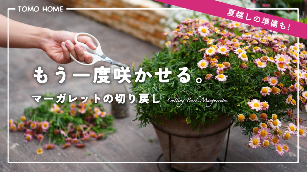 夏までにまた咲く！今やっておきたいマーガレットの切り戻し方法