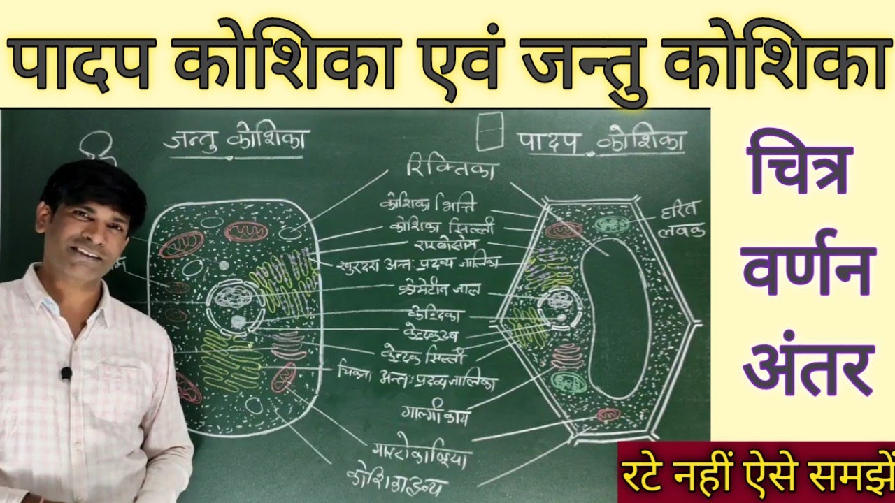 पादप कोशिका एवं जन्तु कोशिका(Plant cell and Animal cell)