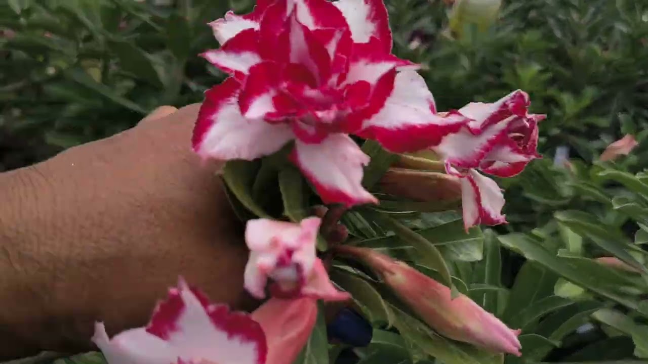 Tá tudo muito florido 😍