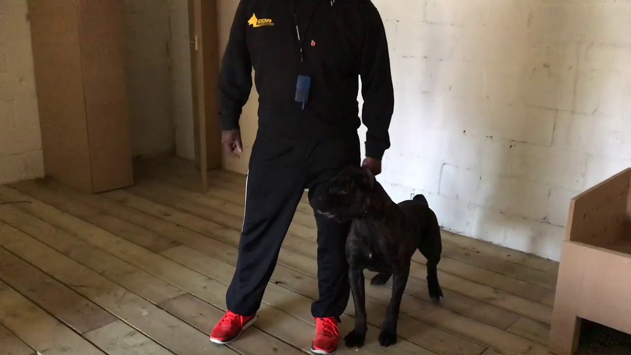 Cane Corso 14 Months Old Car Theft and hidden intruder training