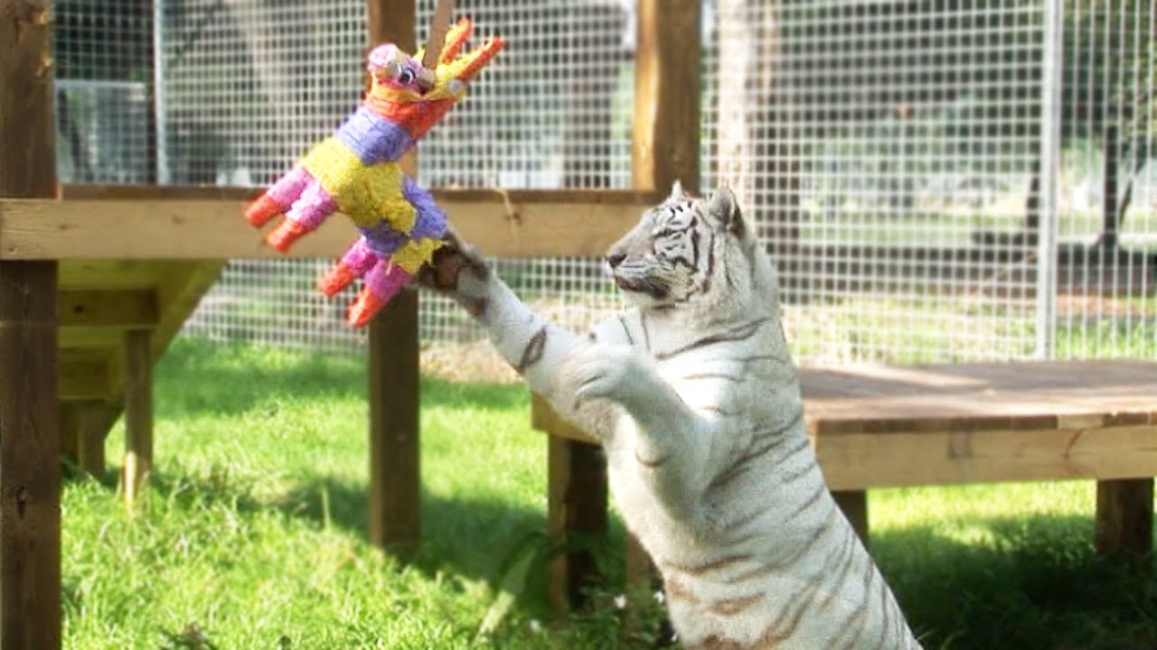 BIG Cats VS Pi&ntilde;atas!