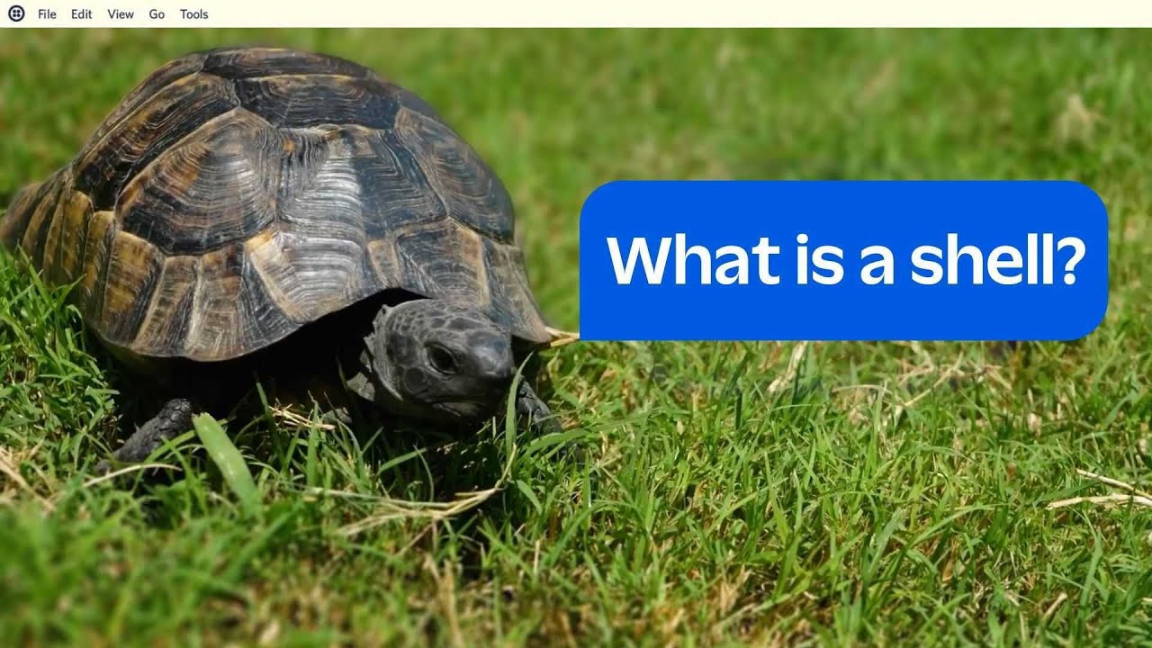 What do tutorials mean when they say my shell? // Developer Fundamentals