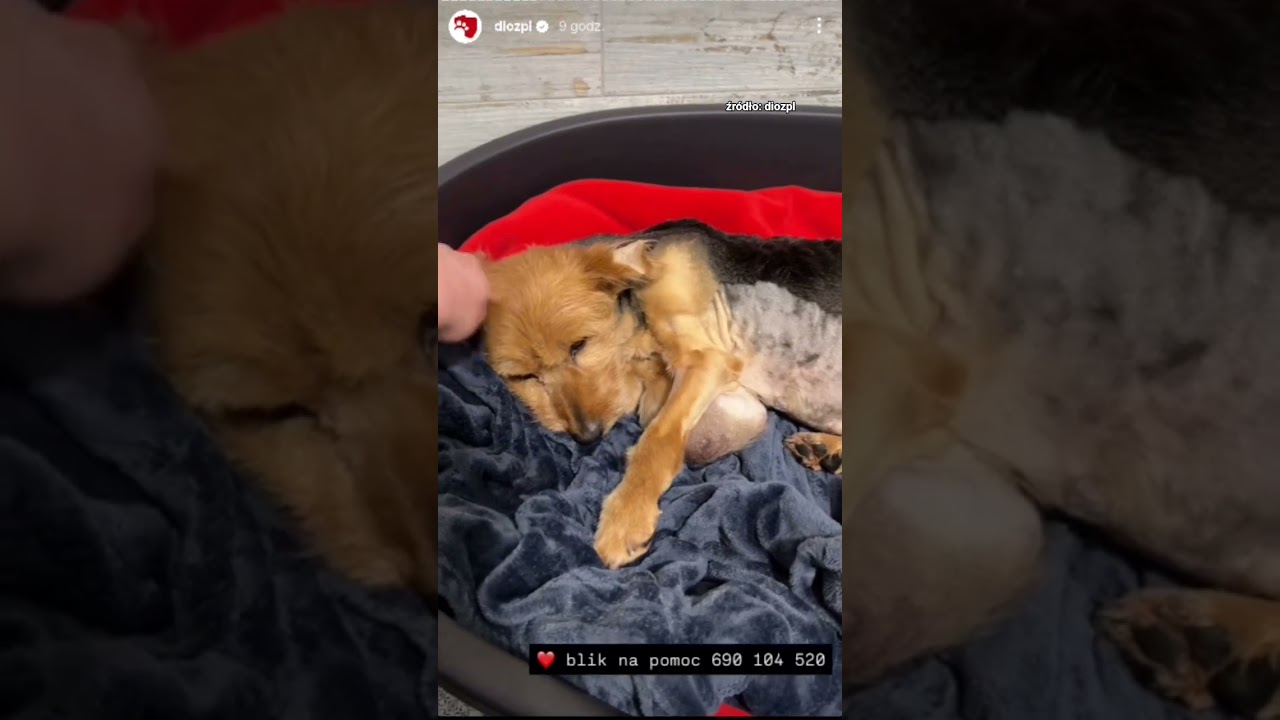 Nieleczona cukrzyca, ogromny guz 💔 Trzymajcie za nią kciuki 🐶 #dog #dioz #help #shorts